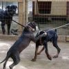 Cani da combattimento sequestrati a Scampia © TM NewsInfophoto (1)