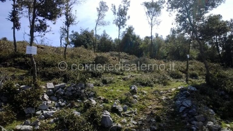 Camerota. Sequestrato un bosco ceduo di 5 ettari nel Parco Nazionale del Cilento, due denunce