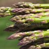 asparagus-officinalis4