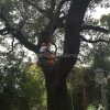 tree climber baronissi 3