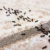 combattere+formiche