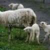 pecore gregge
