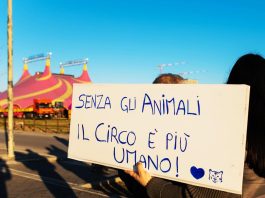 Protesta contro gli animali al circo